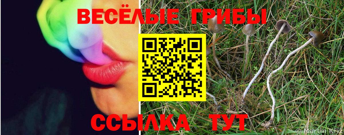 Галлюциногенные грибы Psilocybine cubensis Черняховск